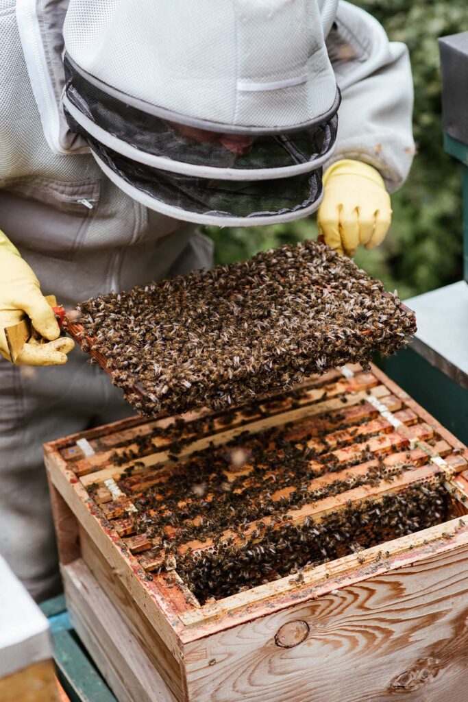 Formation en apiculture